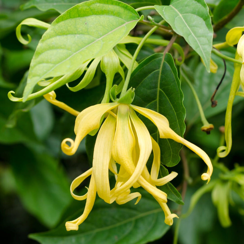 Masque Purifiant Ylang Ylang - 99% Naturel thumbnail 4