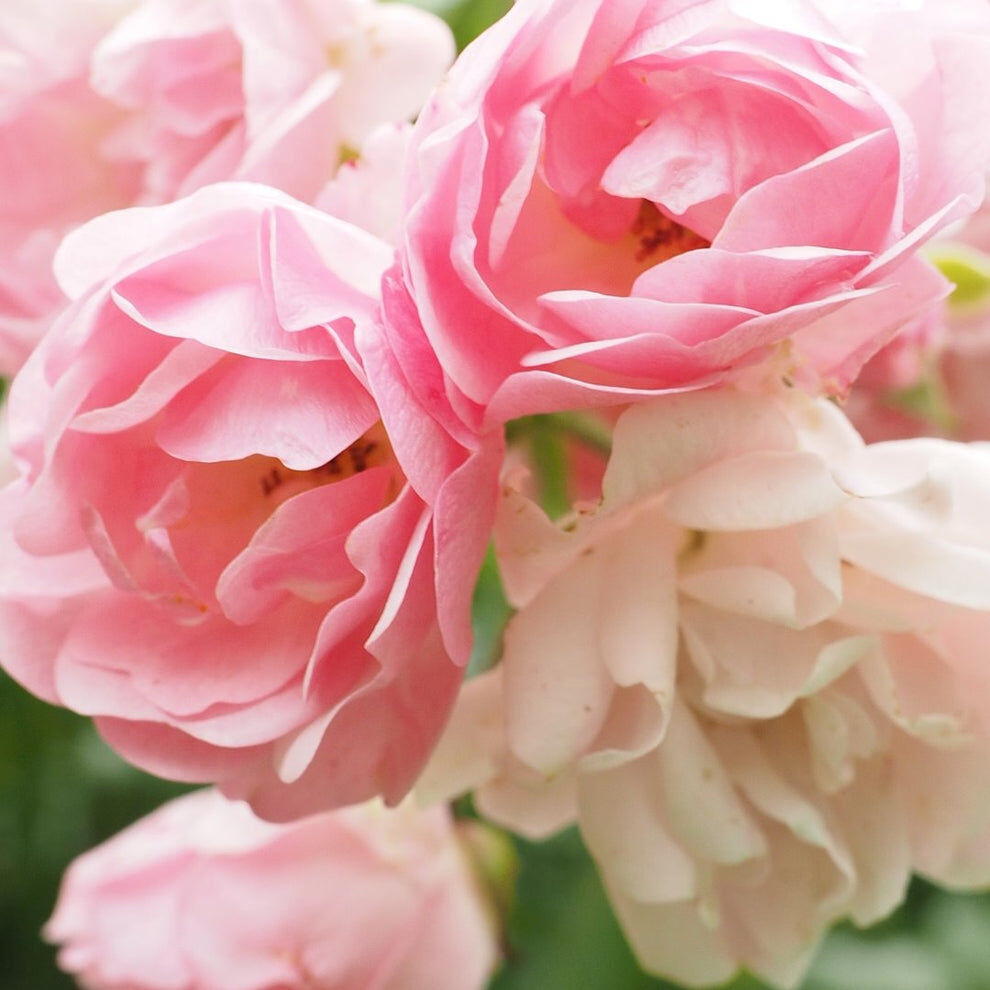 Brume Naturelle à la Rose - +94% Naturel thumbnail 4