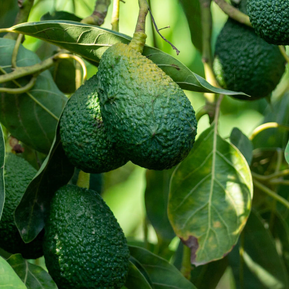 Routine Acné Treat+ - Nettoie les Pores & Traite L'acné thumbnail 4