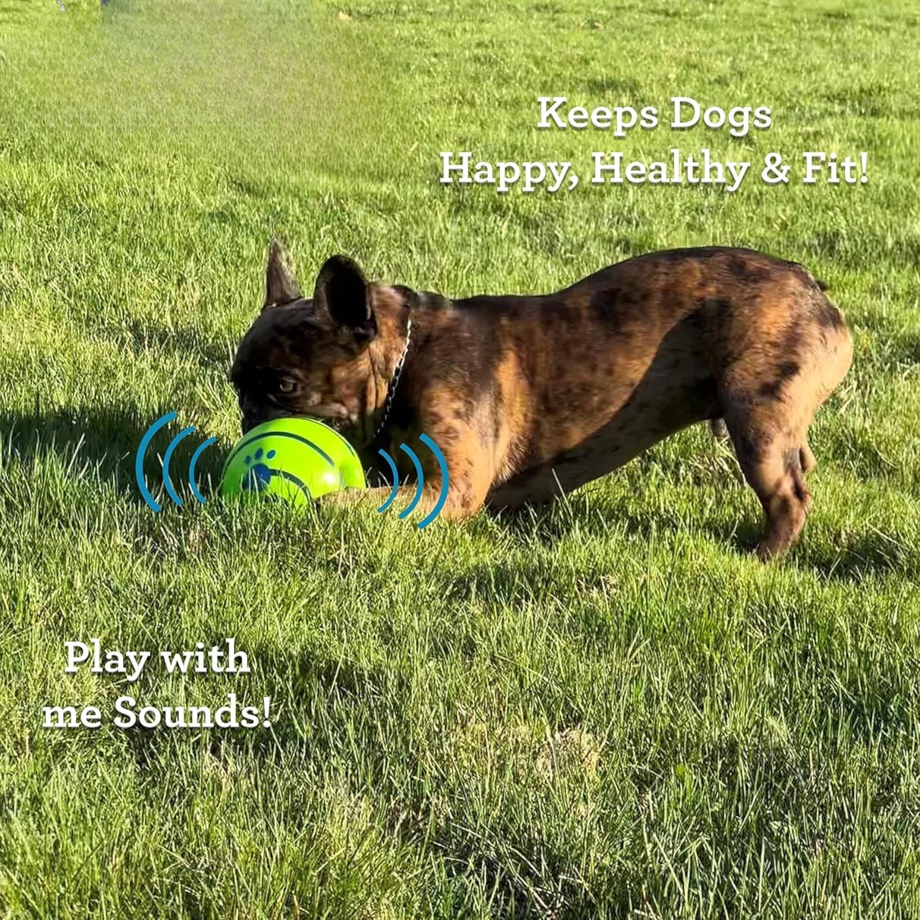 Balle Interactif pour Chien – Bruits Amusants Sans Piles, S’Active en Roulant ou en Secouant thumbnail 3