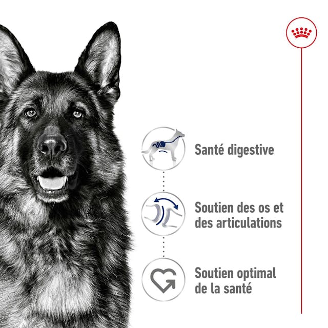 Royal Canin Maxi Adult - Croquettes pour chien