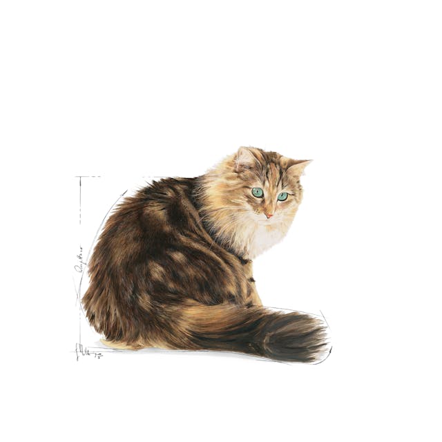 Ageing 12+ en Sauce - Paté pour Chat Senior (85 g) thumbnail 3