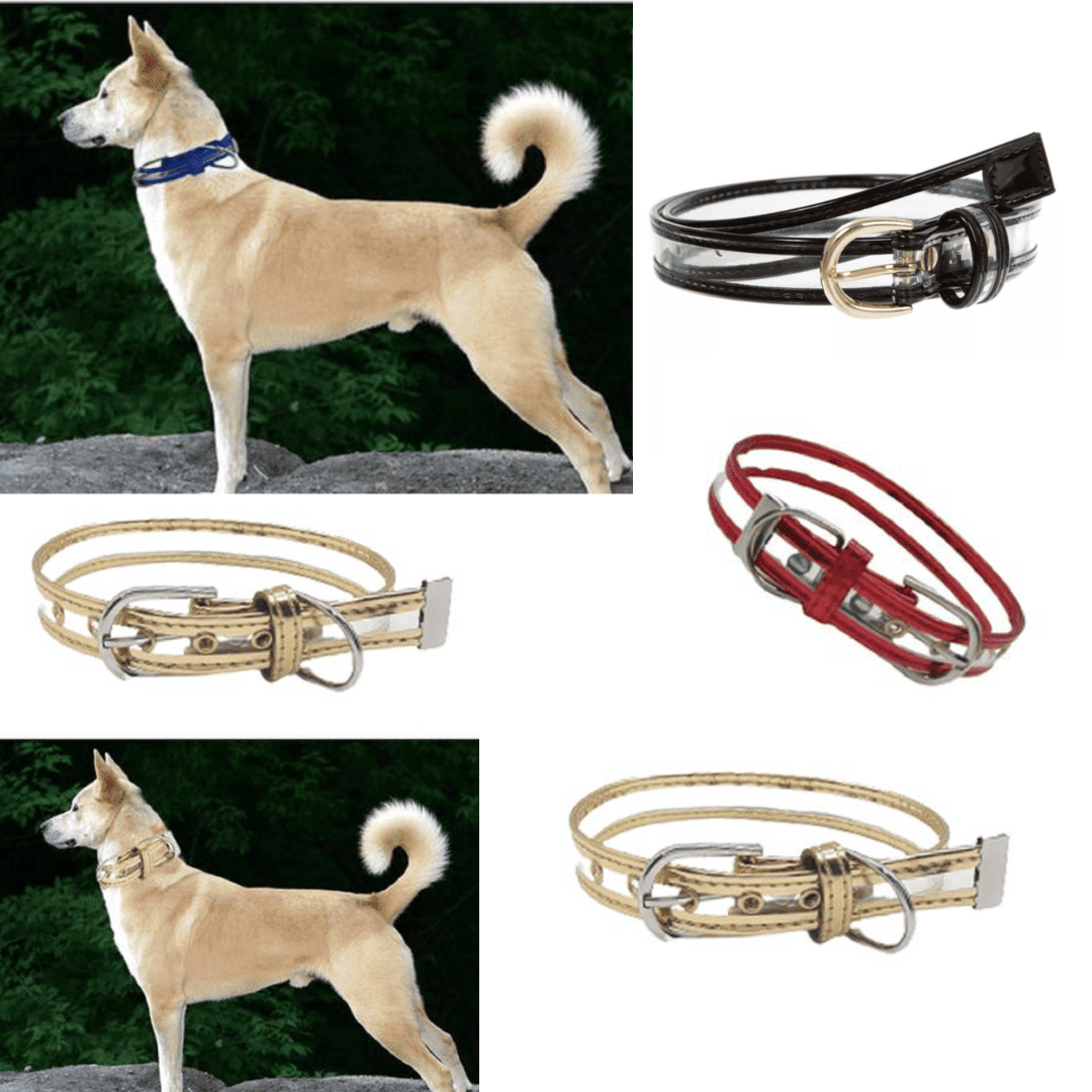 Ceinture pour chien et chat mignonne, Collier pour animaux de compagnie (couleur aléatoire)