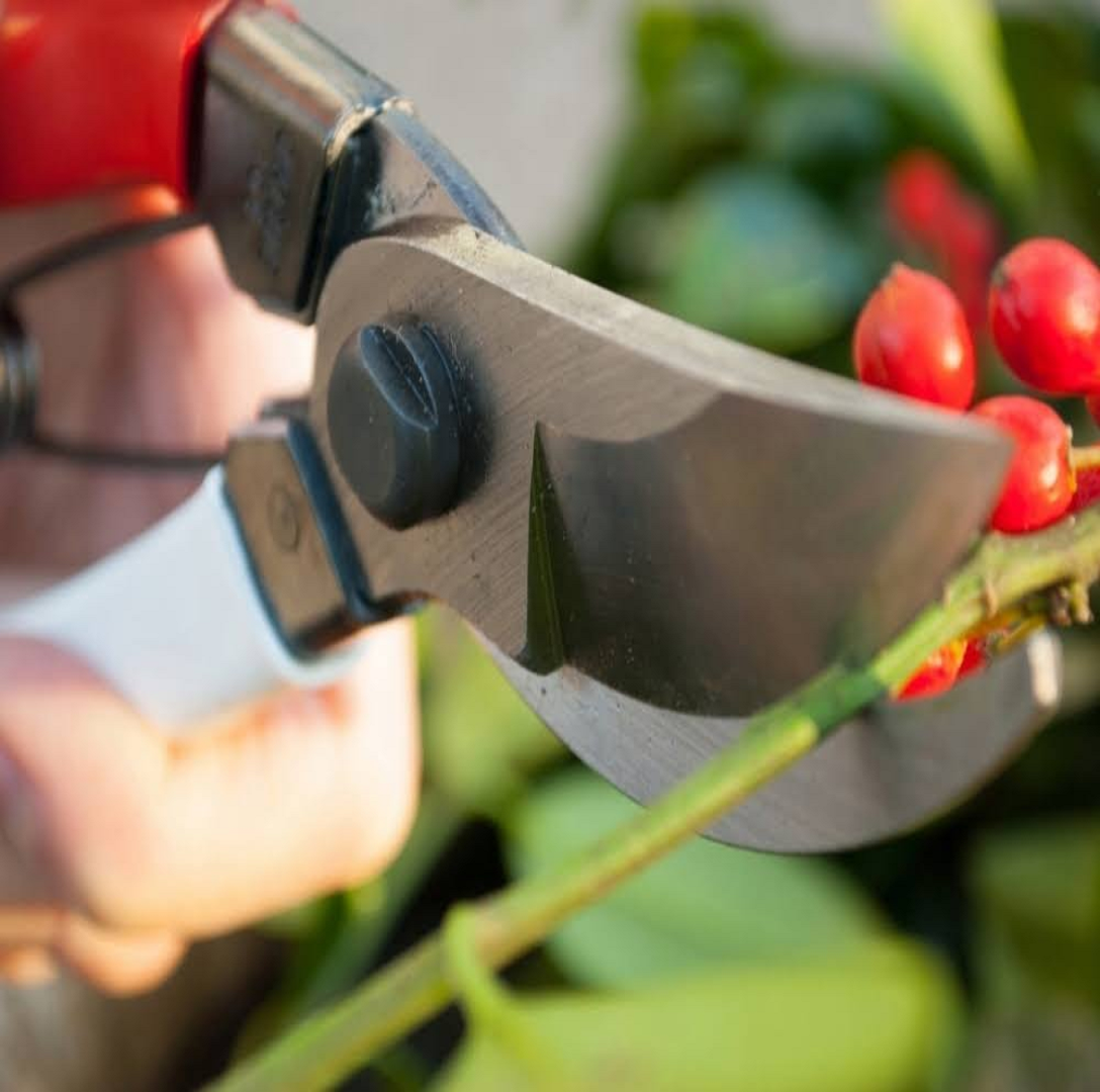 Ciseaux de jardin en acier pour une coupe précise et facilement thumbnail 2