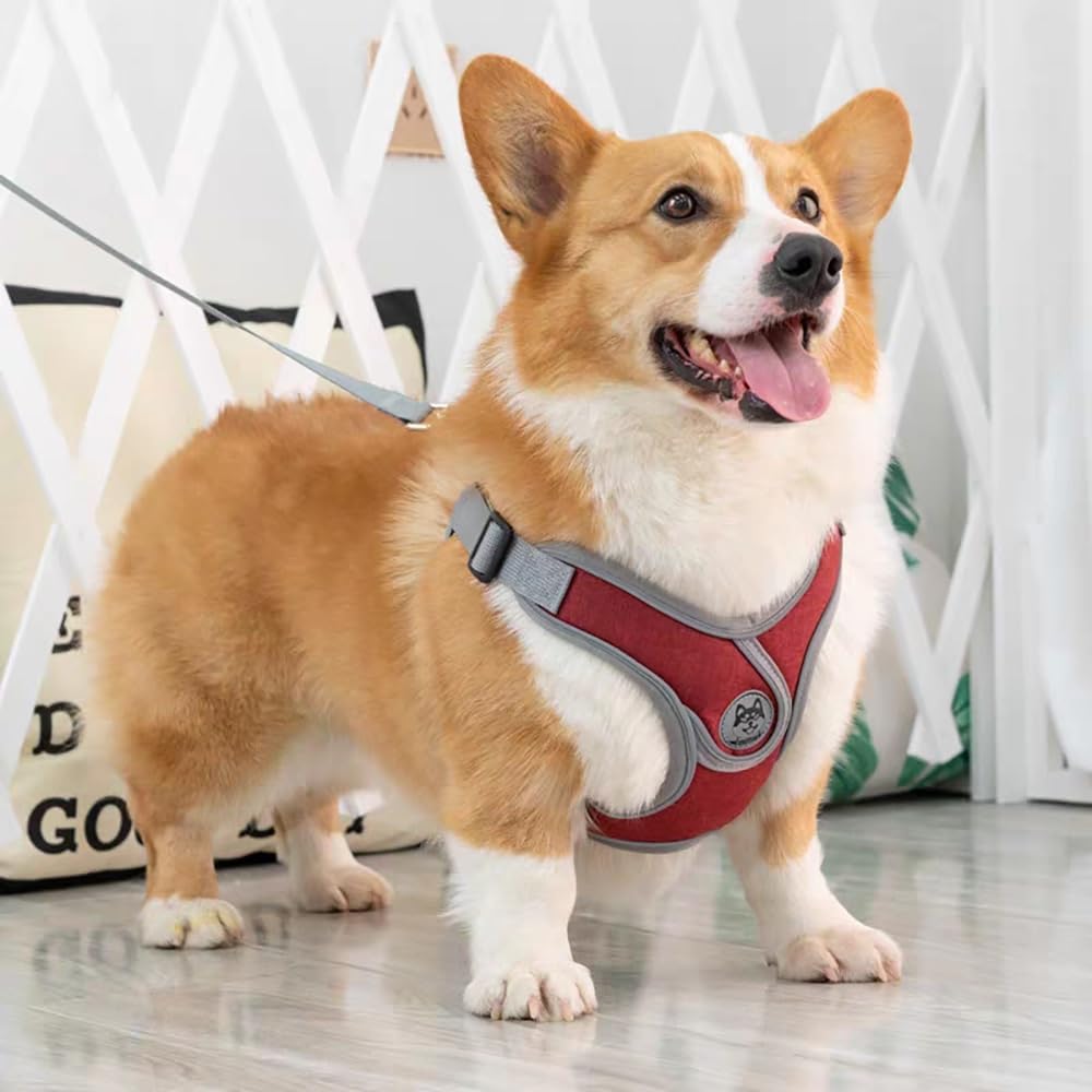 Dog Harness and Leash - Customizable Fit thumbnail 2