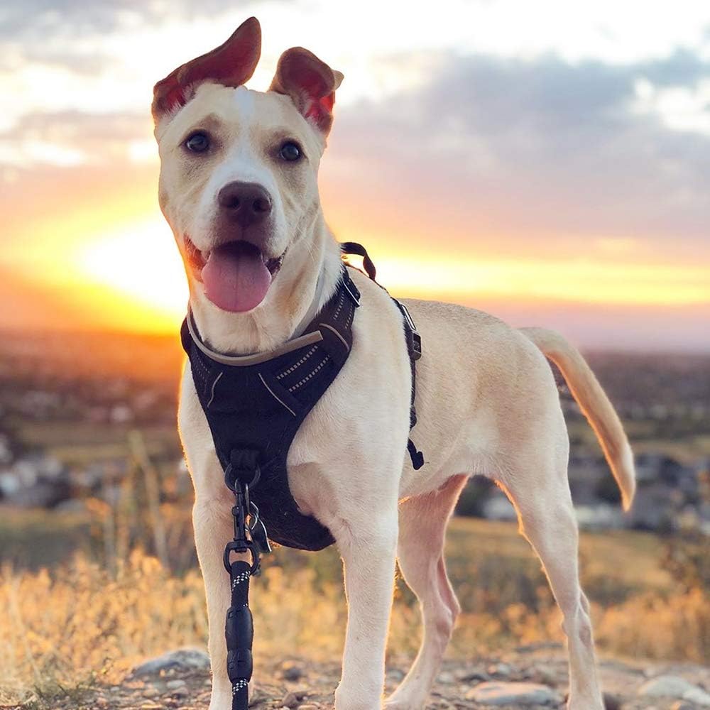 Dog Harness for Large Dogs
