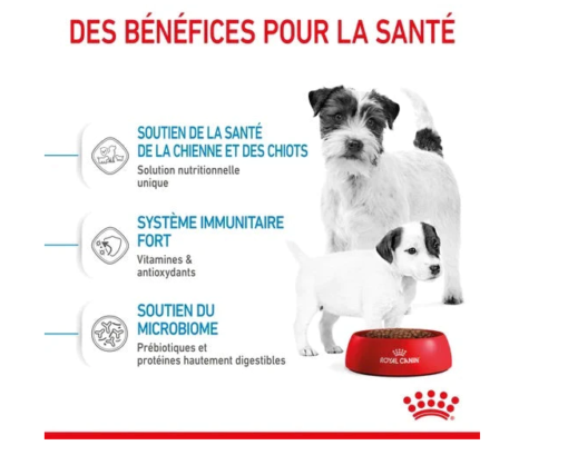 Mini starter mother baby dog - 4kg