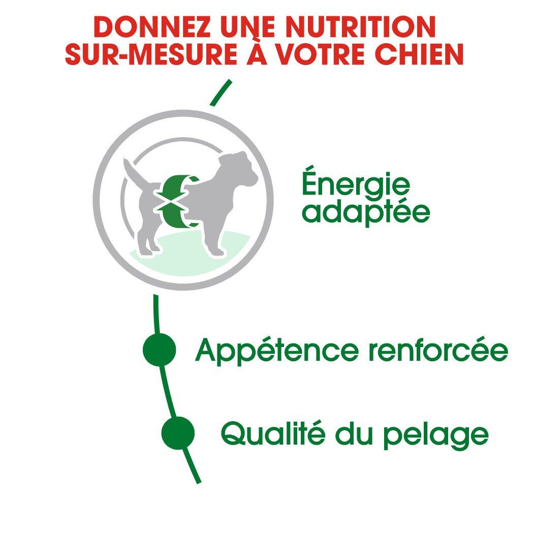 Croquettes Pour Chien - Royal Canin Mini Adult 2kg thumbnail 3