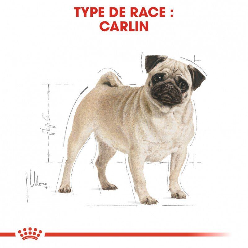 Croquettes Pour Chien - ROYAL CANIN - Pug Carlin Adulte 1.5KG thumbnail 4
