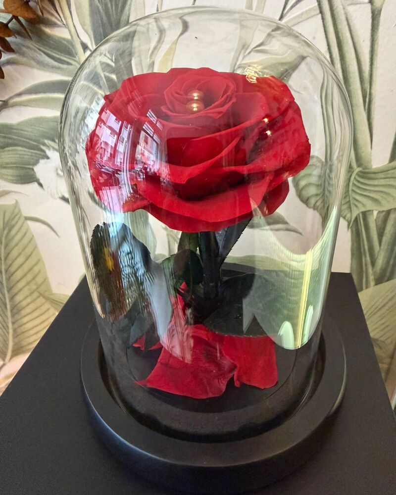 Rose éternelle thumbnail 3