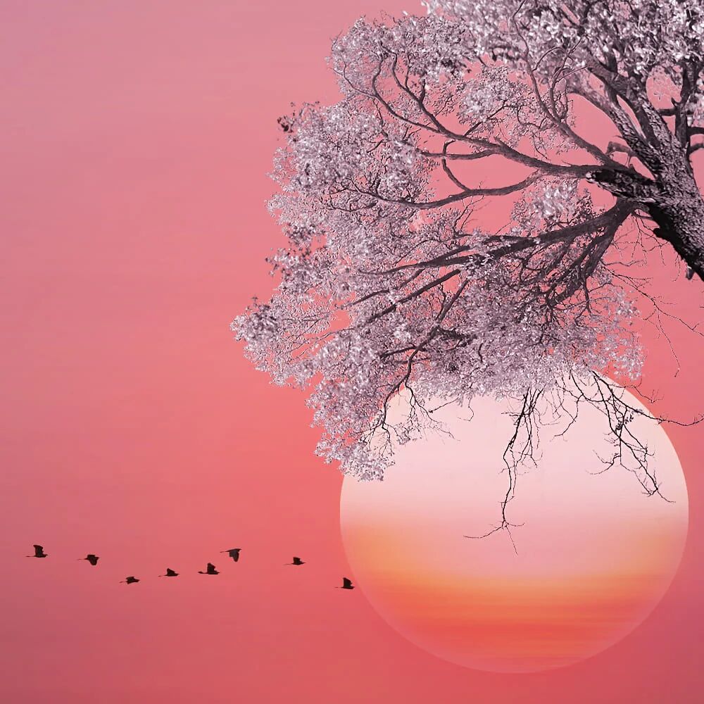 Tableau White Tree – Évasion Naturelle thumbnail 2