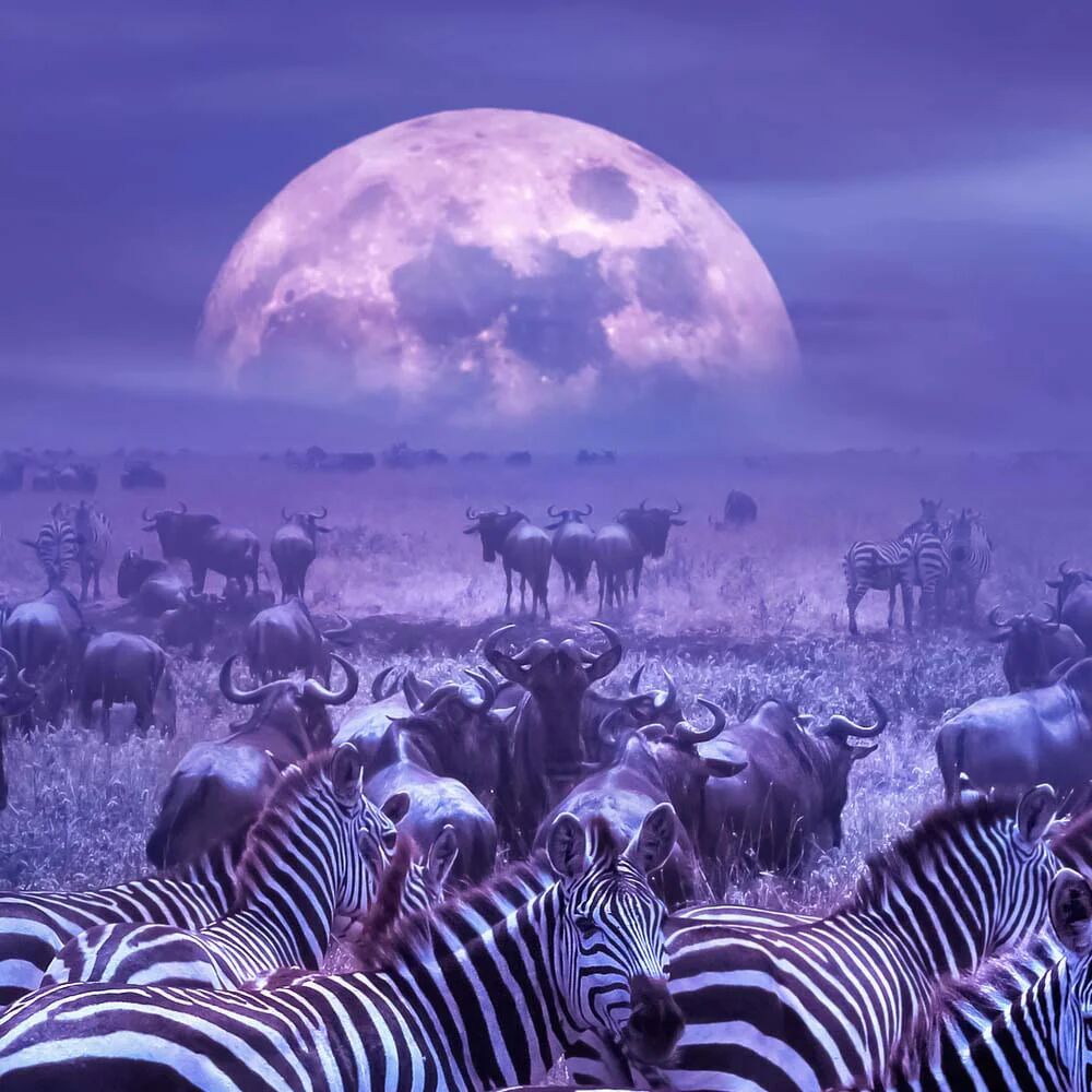 Tableau Safari Majestic – Voyage Artistique thumbnail 2