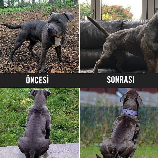 Bulky Power Protéine thumbnail 3