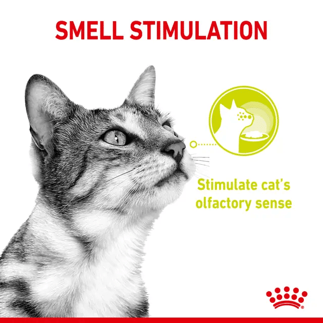 Sensory Smell Chunks In Gravy thumbnail 3