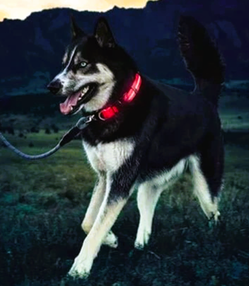 Collier Chien Lumineux Taille M