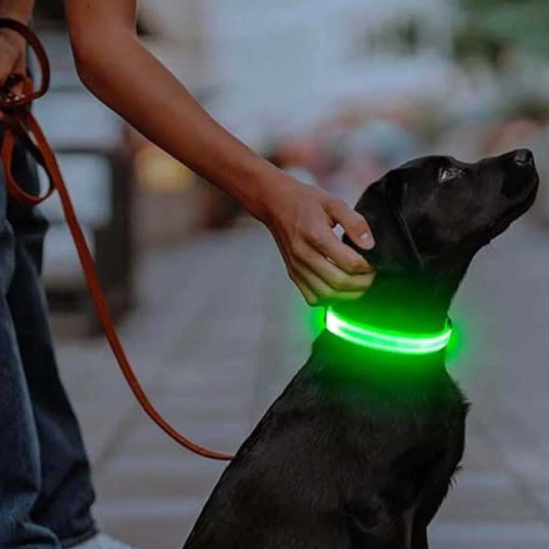 Collier Chien Lumineux Taille M thumbnail 4