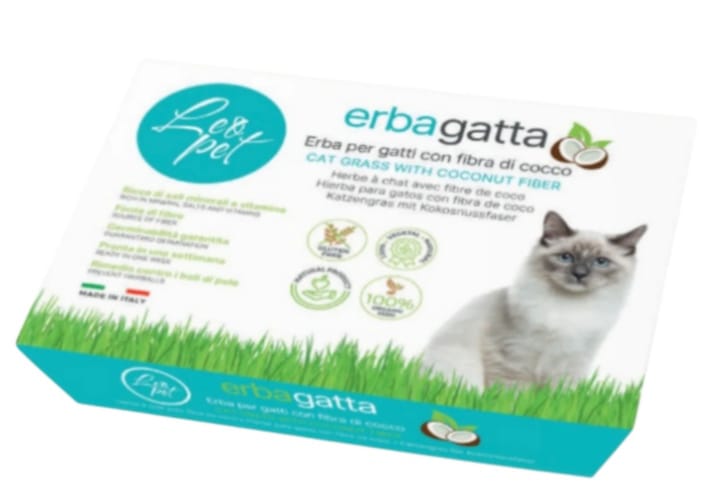 Herbe À Chat Coco