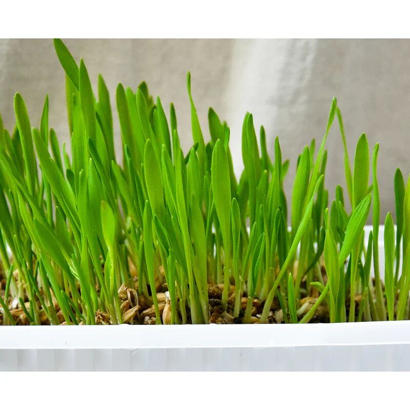 Herbes À Chats Avec Graines D’herbe D’orge Naturelle 150g