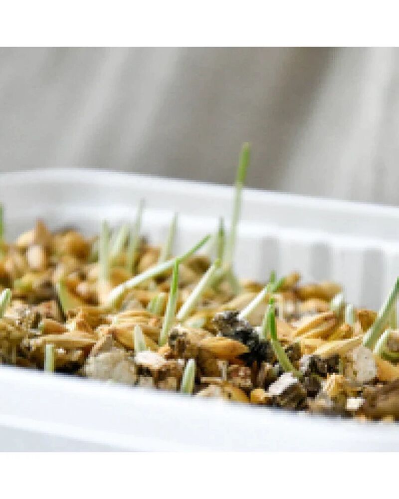 Herbes À Chats Avec Graines D’herbe D’orge Naturelle 150g thumbnail 3