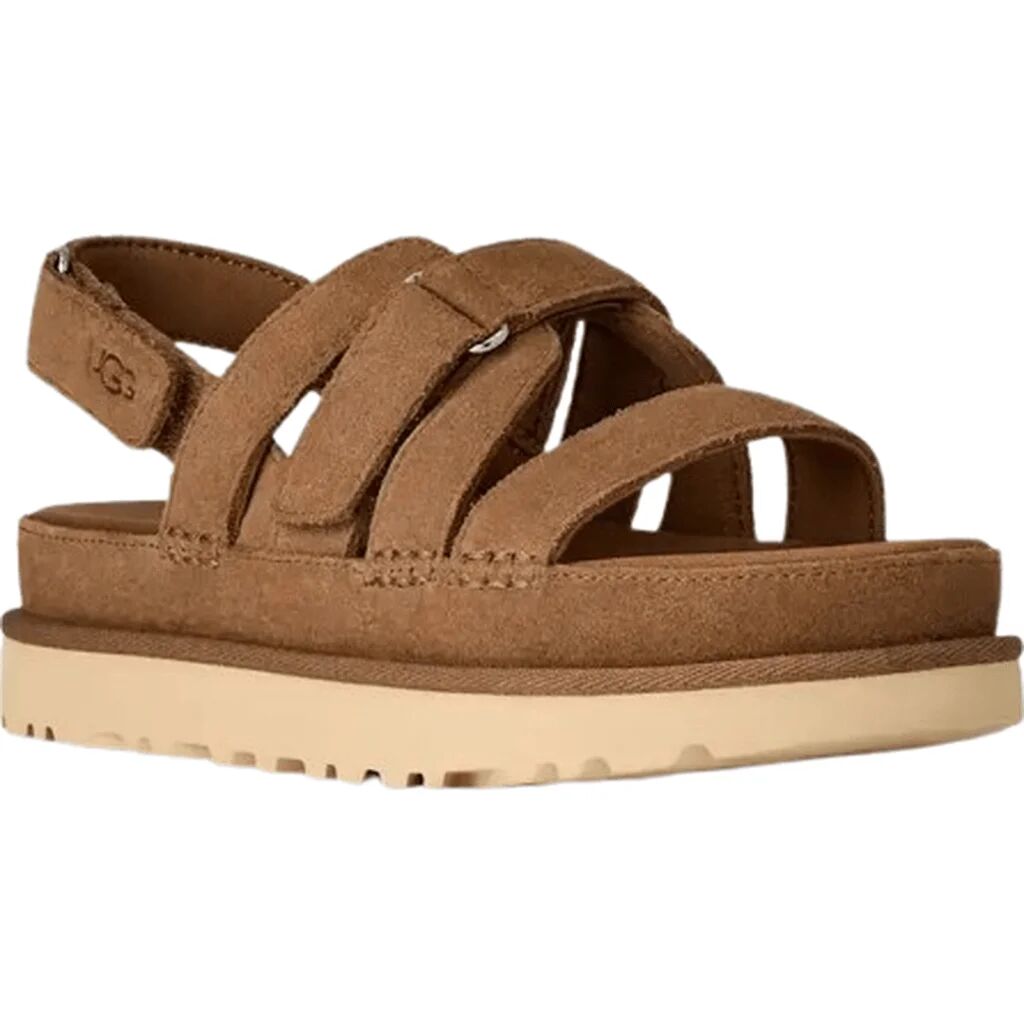 Goldenstar Gleam Chestnut