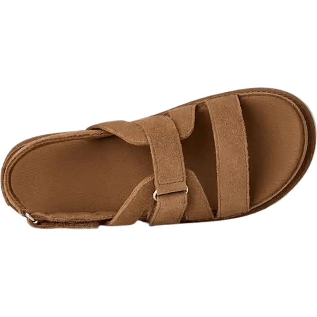 Goldenstar Gleam Chestnut thumbnail 7
