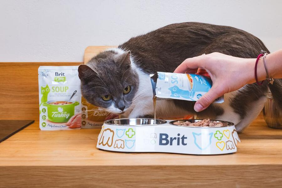 Care Soupe Au Saumon Pour Chats