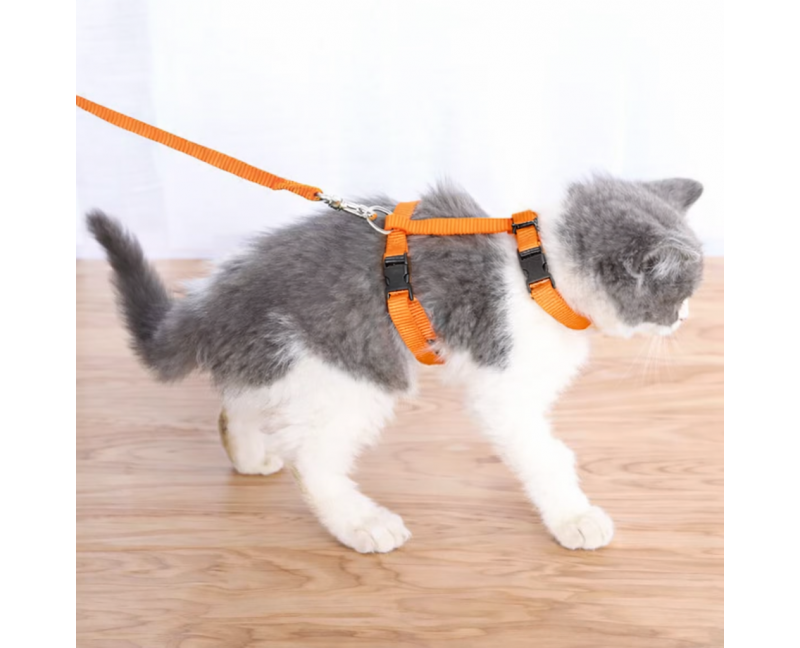 Ensemble Harnais + Laisse Pour Chat