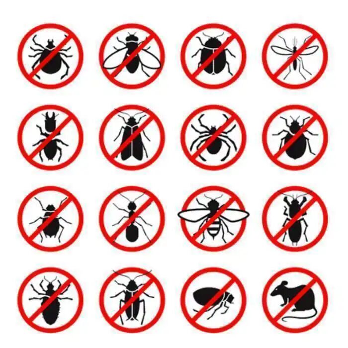 Insecticide Action Rapide Pour Insectes Volants Et Rampants