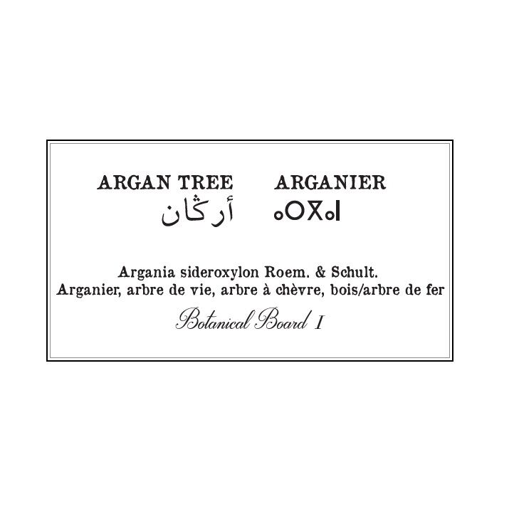 Affiche planche botanique ARGANIER thumbnail 4