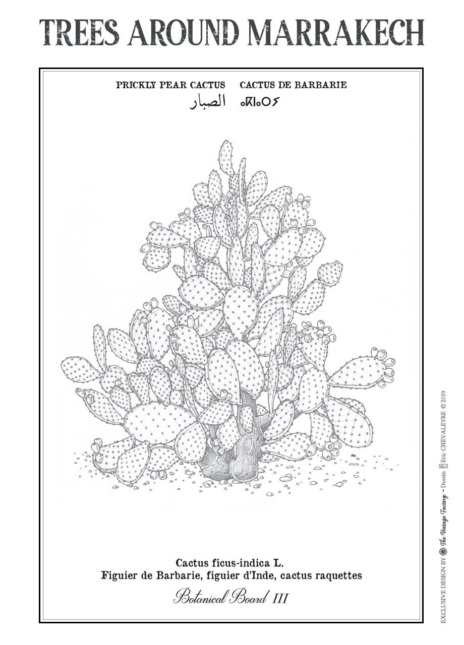 Affiche planche botanique CACTUS