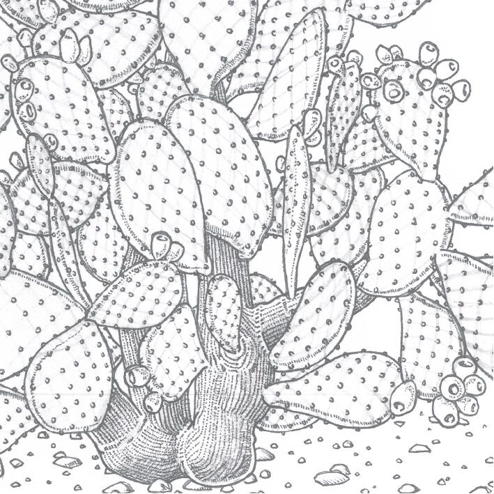 Affiche planche botanique CACTUS thumbnail 3