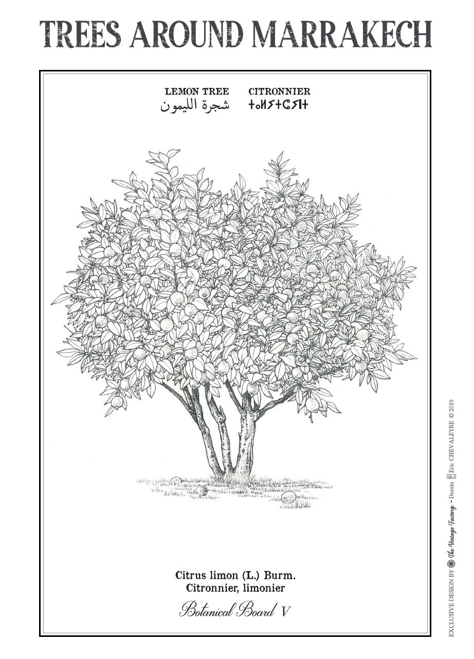 Affiche planche botanique CITRONNIER