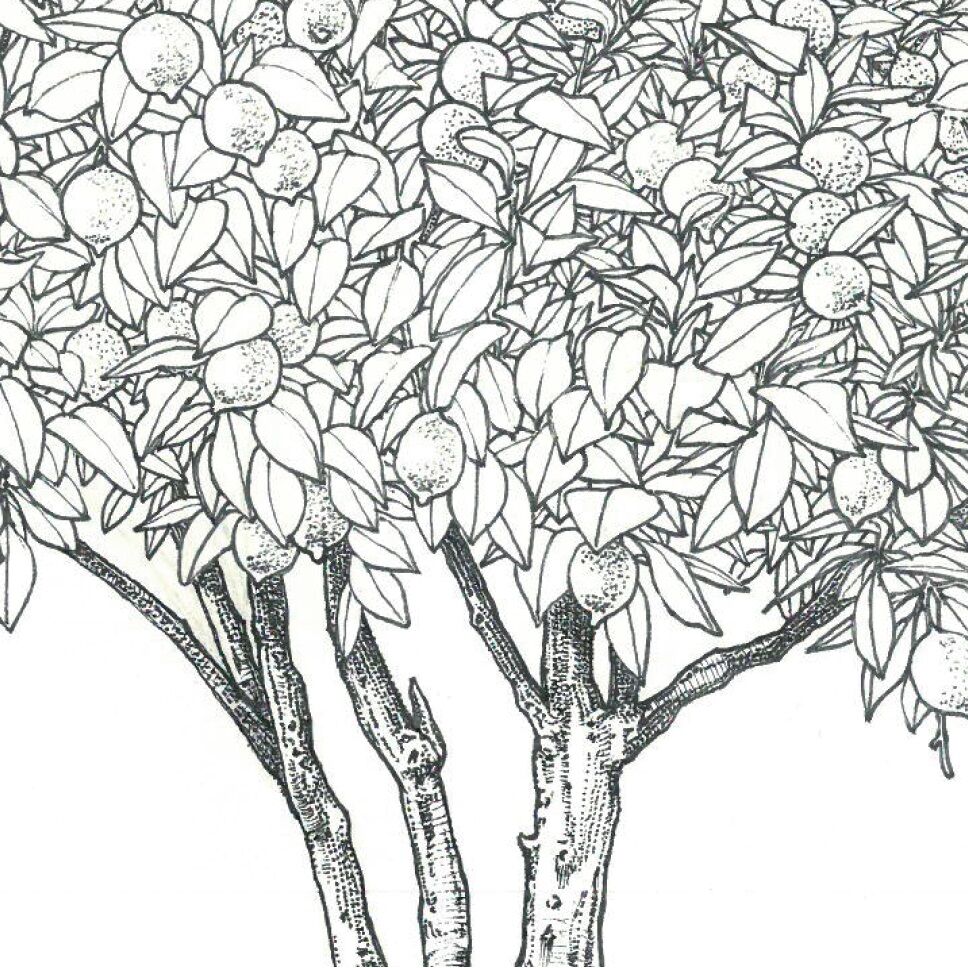 Affiche planche botanique CITRONNIER thumbnail 3