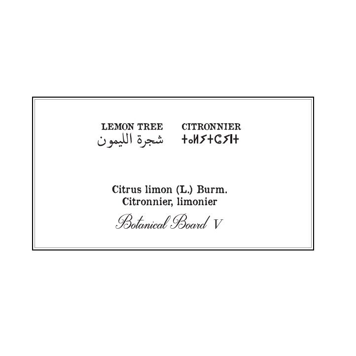 Affiche planche botanique CITRONNIER thumbnail 4