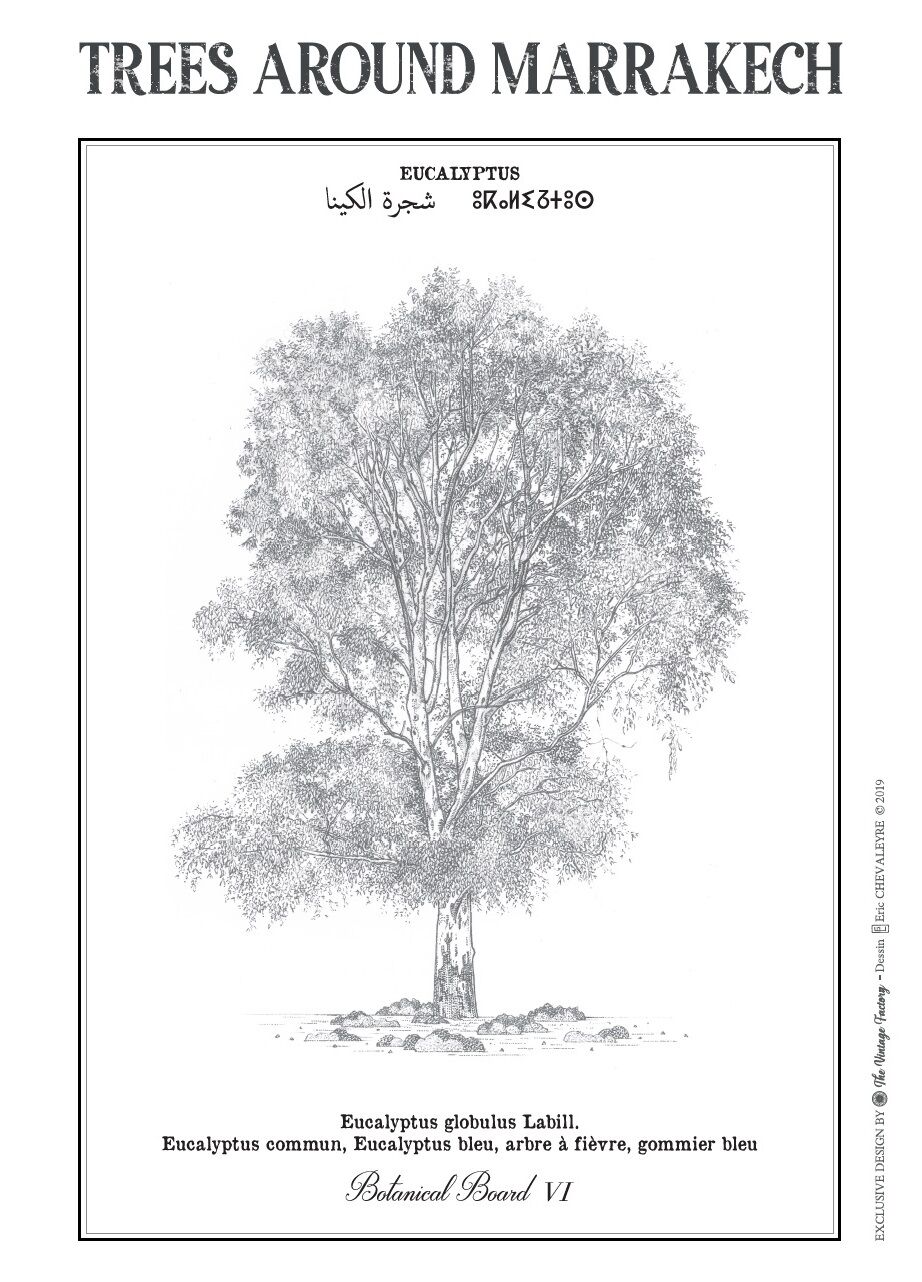 Planche botanique EUCALYPTUS