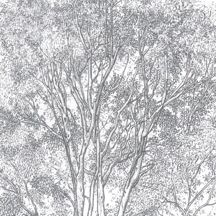 Planche botanique EUCALYPTUS thumbnail 3