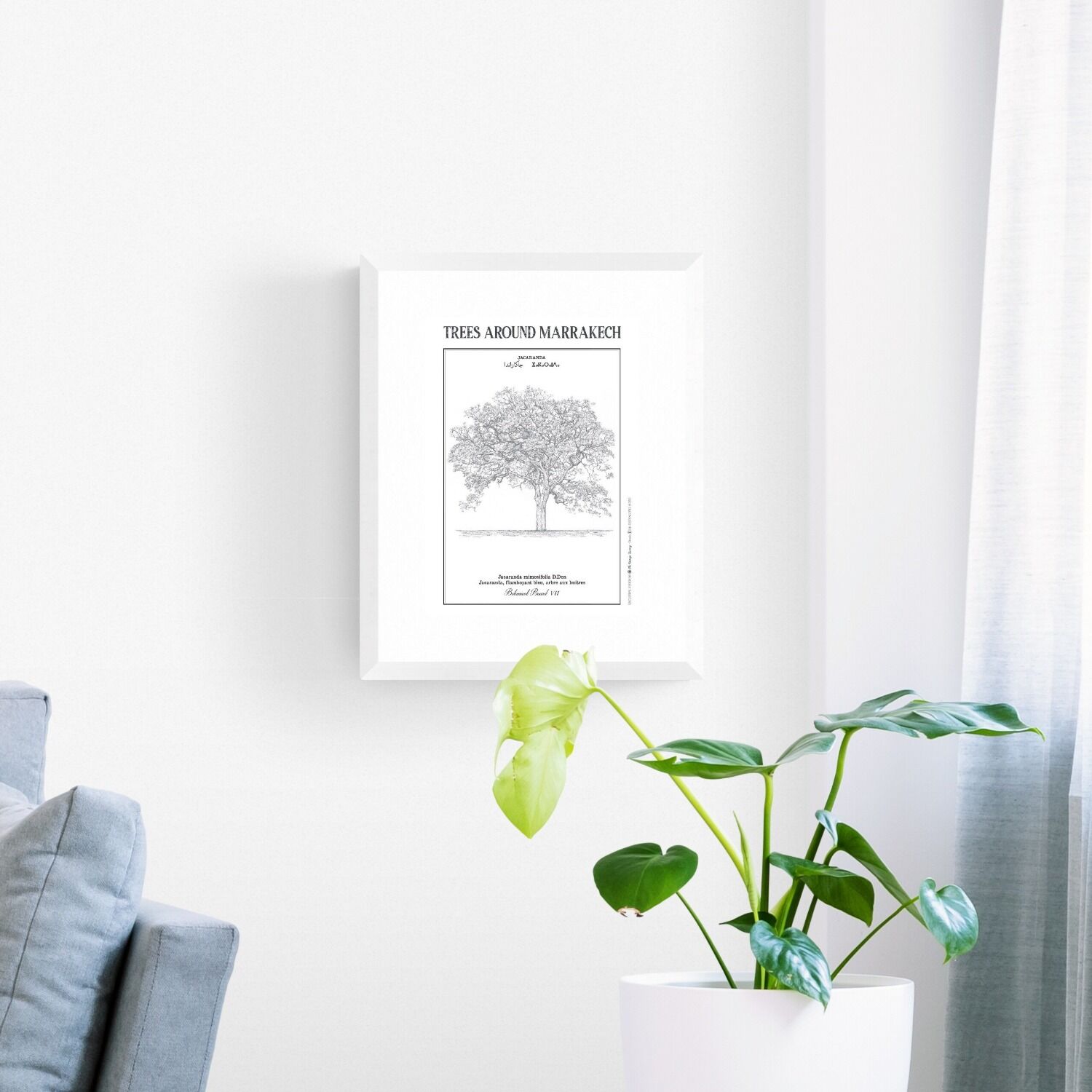 Affiche planche botanique JACARANDA