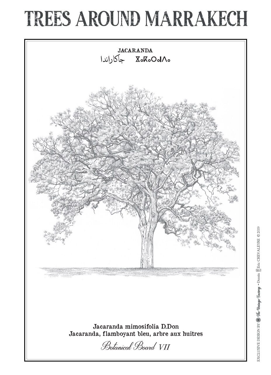 Affiche planche botanique JACARANDA