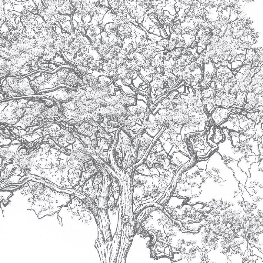 Affiche planche botanique JACARANDA thumbnail 3