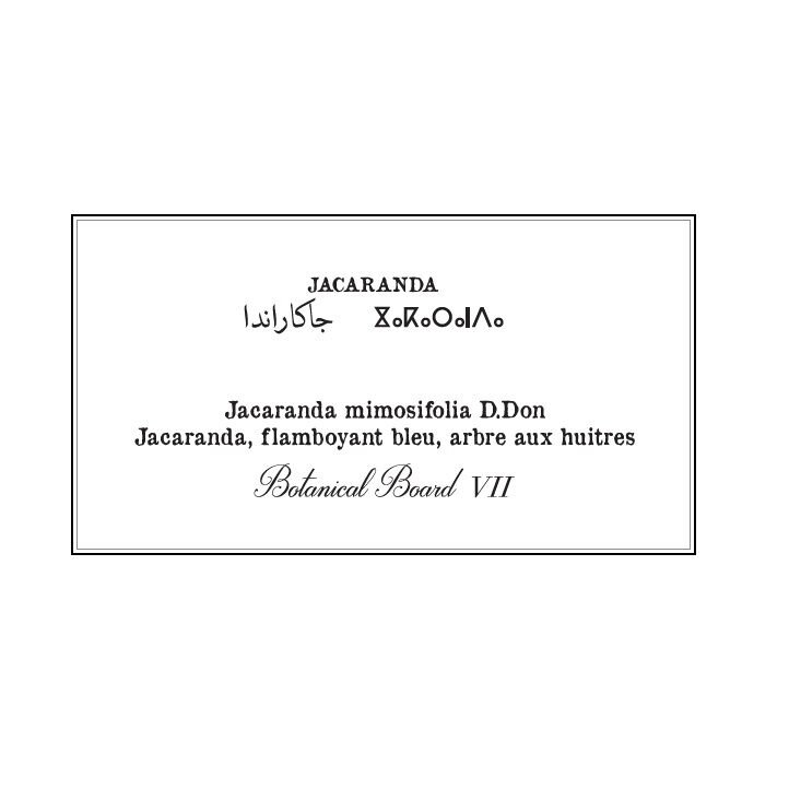 Affiche planche botanique JACARANDA thumbnail 4