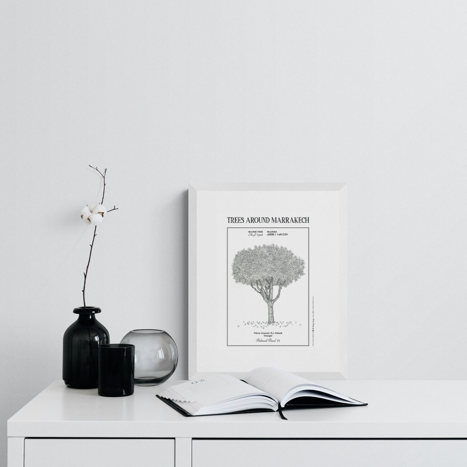 Affiche planche botanique ORANGER