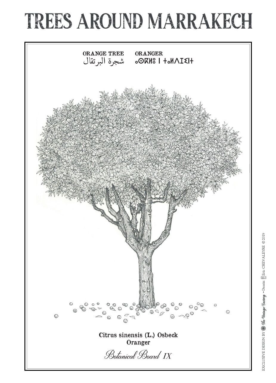 Affiche planche botanique ORANGER