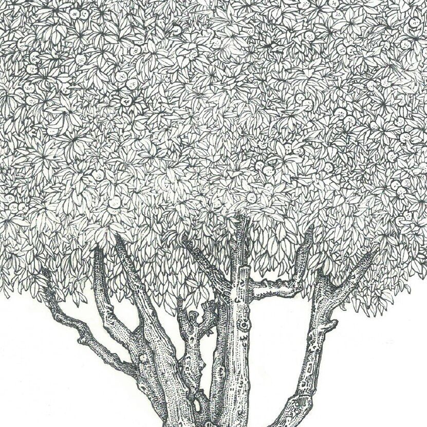 Affiche planche botanique ORANGER thumbnail 3