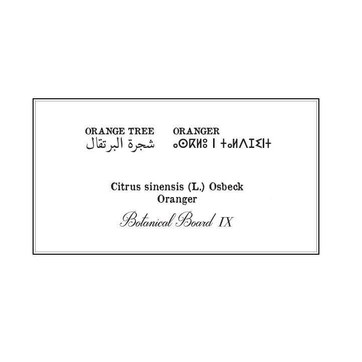 Affiche planche botanique ORANGER thumbnail 4