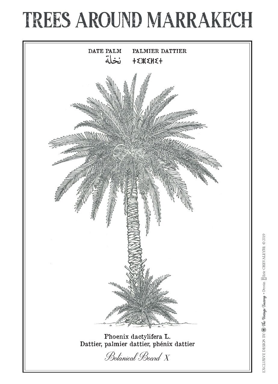 Affiche planche botanique PALMIER