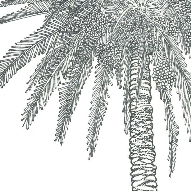 Affiche planche botanique PALMIER thumbnail 3