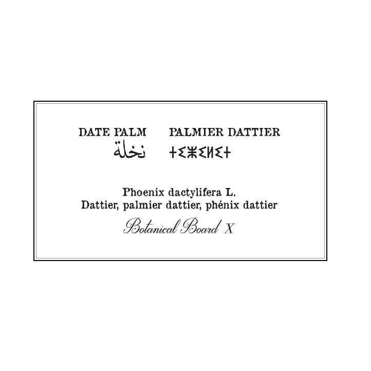 Affiche planche botanique PALMIER thumbnail 4