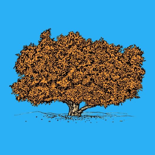 Affiche planche botanique ARGANIER version POP thumbnail 3