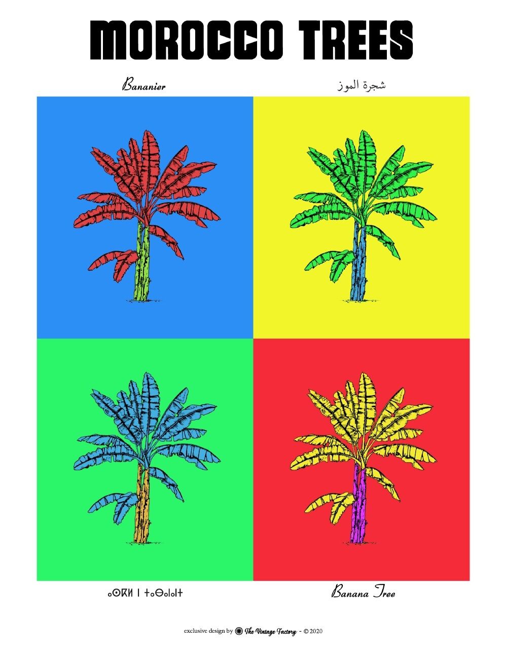 Affiche planche botanique BANANIER version POP