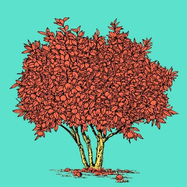 Affiche planche botanique CITRONNIER version POP thumbnail 4